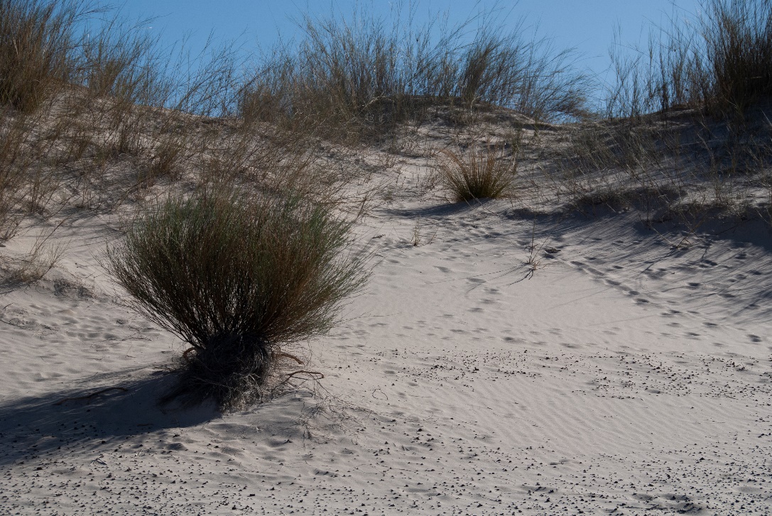 Witsand 
