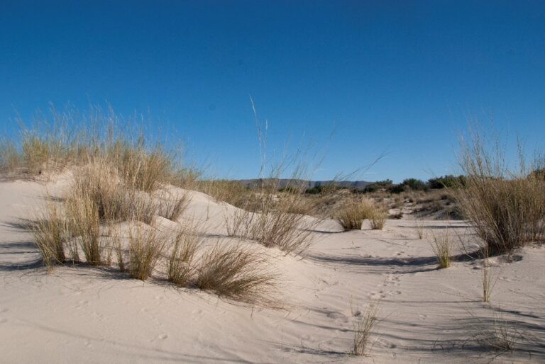 Witsand